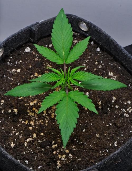 Cinderella | Fastbuds. Week 2 - Day 13