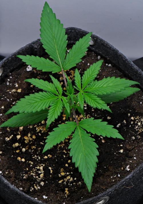 Cinderella | Fastbuds. Week 2 - Day 14