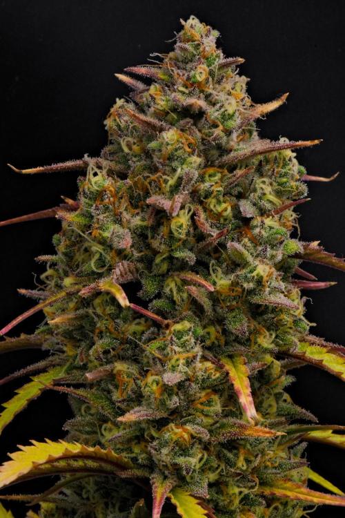 Skywalker OG Runtz/Gelato ✮✮✮. Week 10 - Day 66
Runtx XL