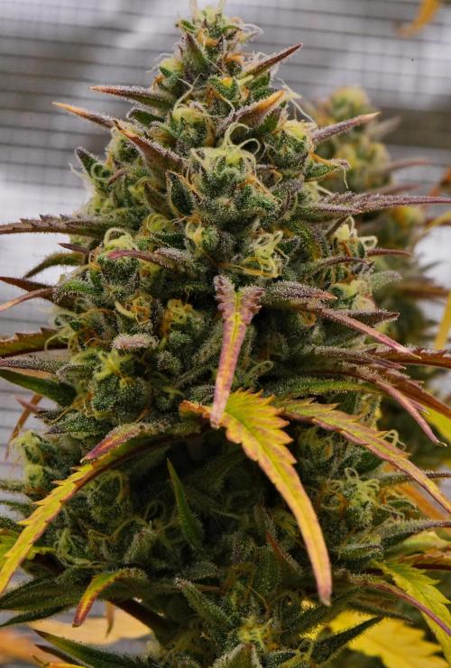 Skywalker OG Runtz/Gelato ✮✮✮. Week 10 - Day 67
Runtx XL