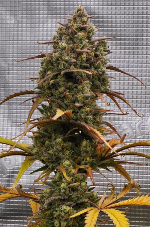 Skywalker OG Runtz/Gelato ✮✮✮. Week 10 - Day 67
Runtx XL