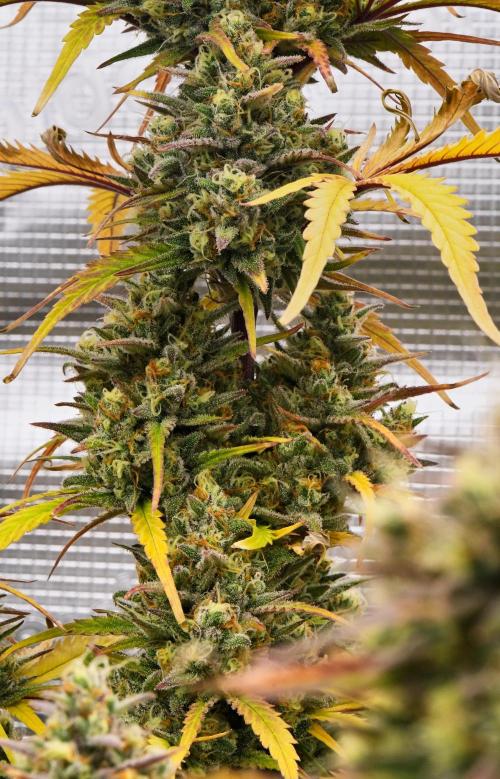 Skywalker OG Runtz/Gelato ✮✮✮. Week 10 - Day 67
Runtx XL