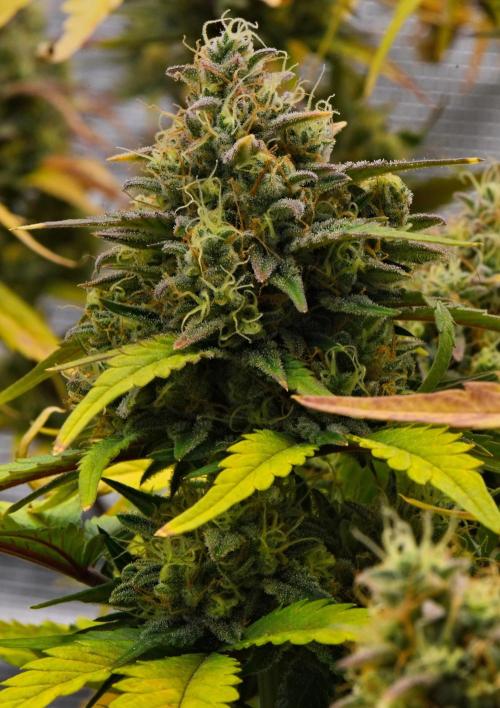 Skywalker OG Runtz/Gelato ✮✮✮. Week 10 - Day 67
Runtx XL