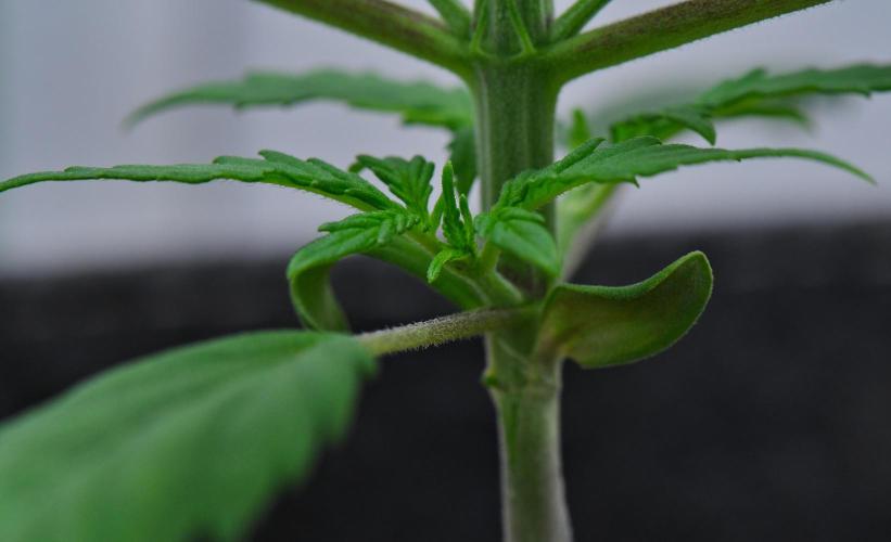 Cinderella | Fastbuds. Week 3