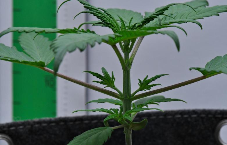 Cinderella | Fastbuds. Week 3