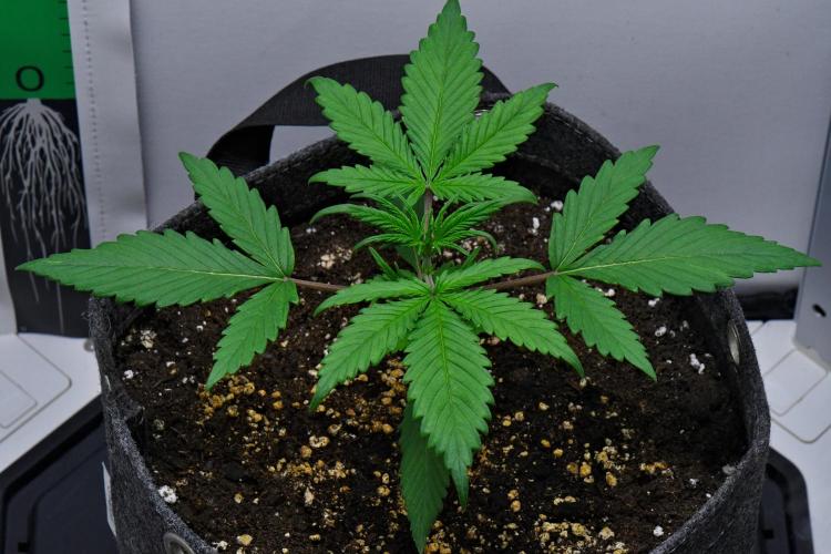 Cinderella | Fastbuds. Week 3