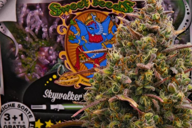 Skywalker OG Runtz/Gelato ✮✮✮. Week 10 - Day 68
Runtx XL