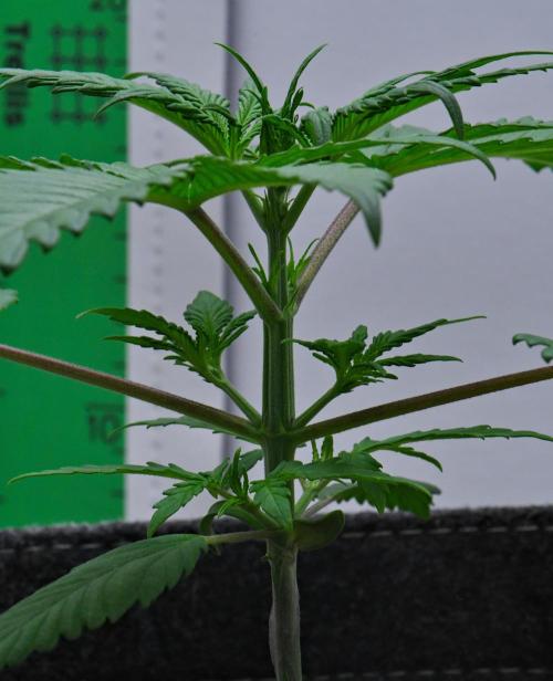 Cinderella | Fastbuds. Week 3 - Day 16