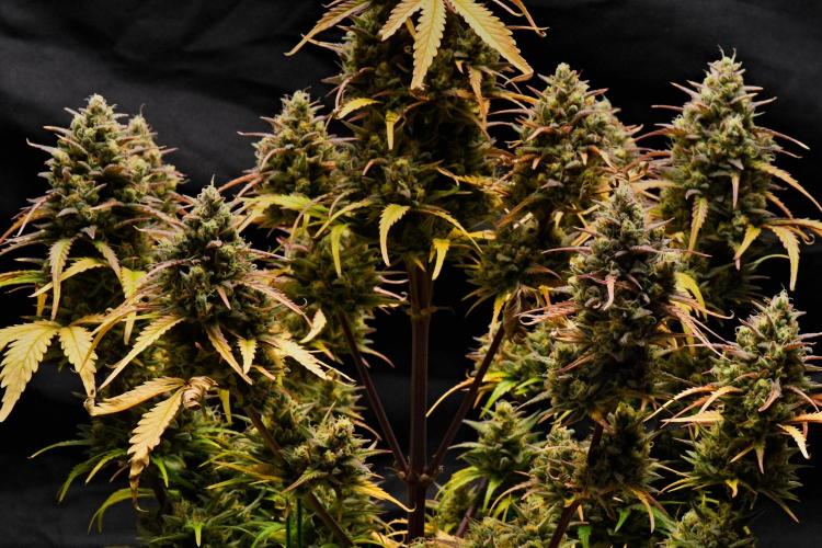 Skywalker OG Runtz/Gelato ✮✮✮. Week 11 - Skywalker OG Runtz XL
Big girl