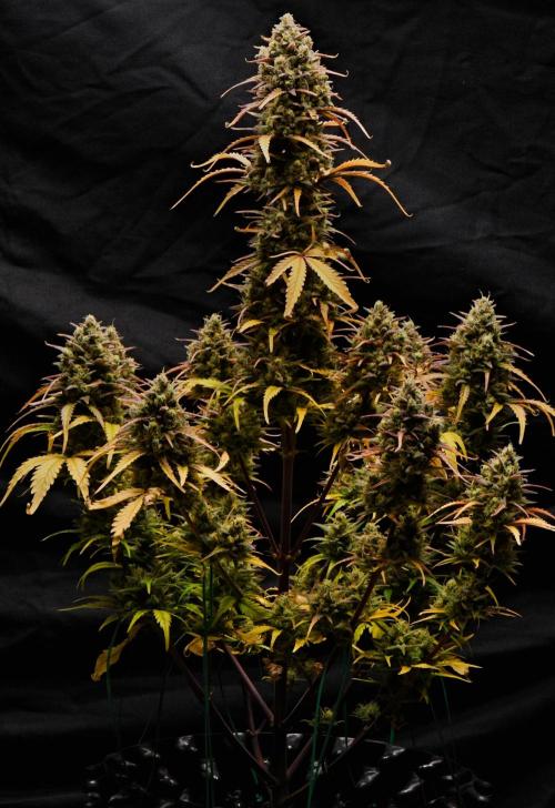 Skywalker OG Runtz/Gelato ✮✮✮. Week 11 - Skywalker OG Runtz XL
Big girl