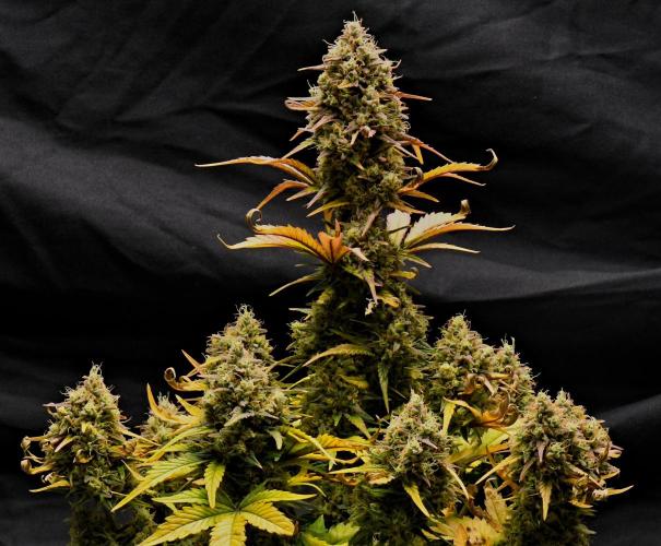 Skywalker OG Runtz/Gelato ✮✮✮. Week 11 - Skywalker OG Runtz XL
Small girl