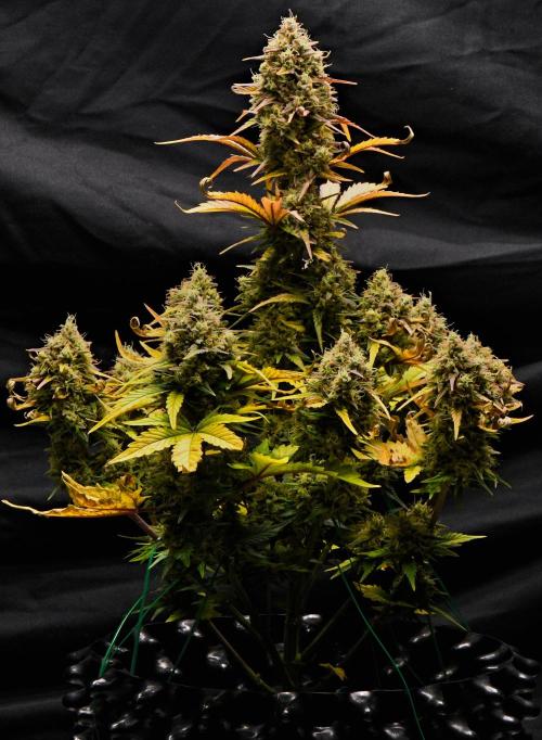 Skywalker OG Runtz/Gelato ✮✮✮. Week 11 - Skywalker OG Runtz XL
Small girl