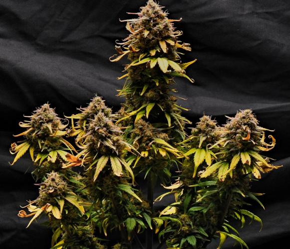 Skywalker OG Runtz/Gelato ✮✮✮. Week 11