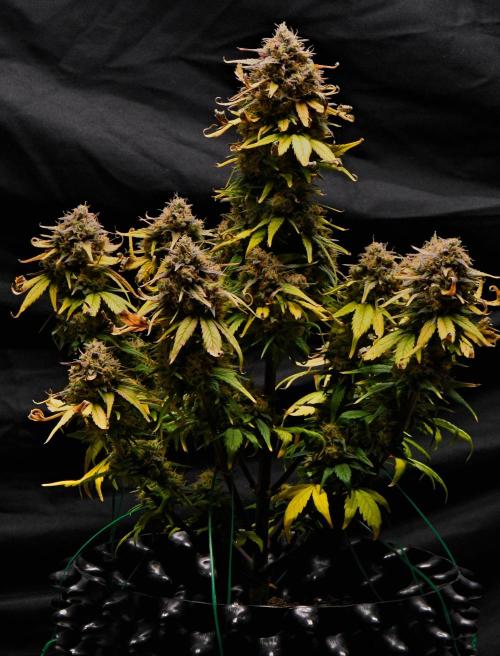 Skywalker OG Runtz/Gelato ✮✮✮. Week 11