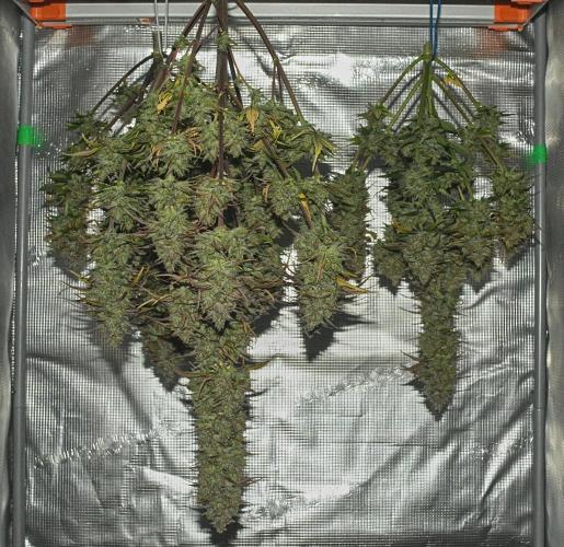 Skywalker OG Runtz/Gelato ✮✮✮. Week 11