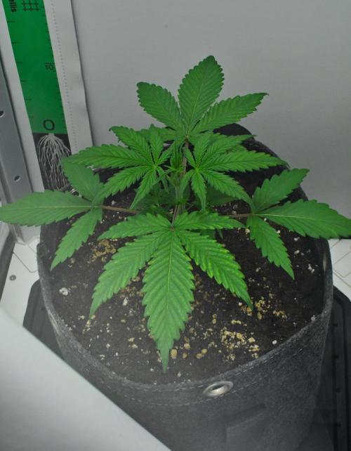 Cinderella | Fastbuds. Week 3 - Day 17