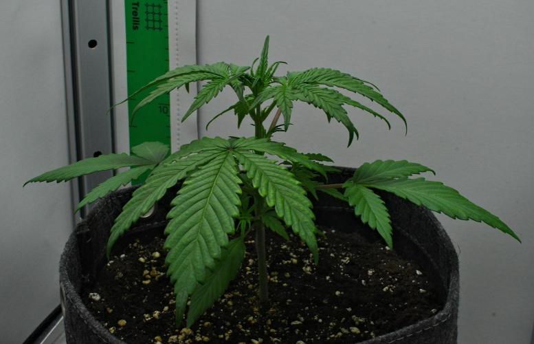 Cinderella | Fastbuds. Week 3 - Day 18