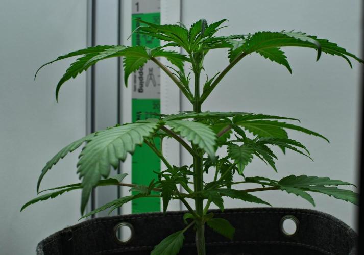 Cinderella | Fastbuds. Week 3 - Day 20