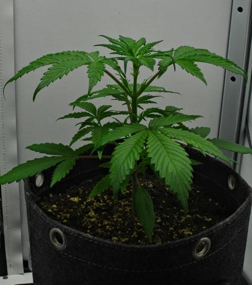 Cinderella | Fastbuds. Week 3 - Day 20