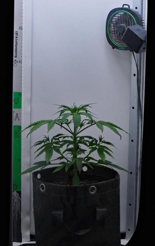 Cinderella | Fastbuds. Week 4 - Day 22