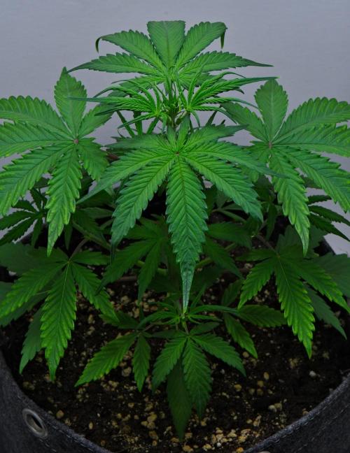 Cinderella | Fastbuds. Week 4 - Day 22