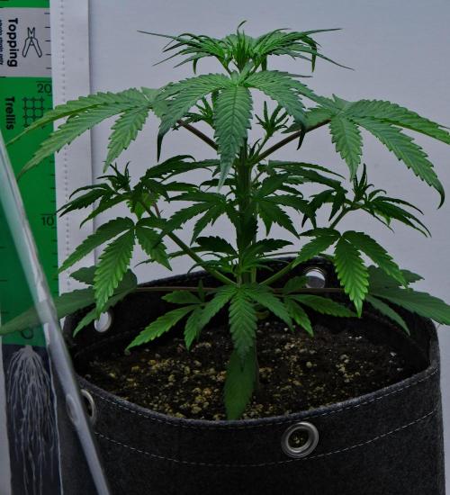 Cinderella | Fastbuds. Week 4 - Day 22