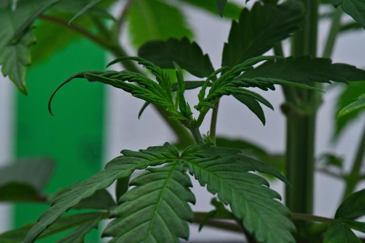 Cinderella | Fastbuds. Week 4 - Day 22