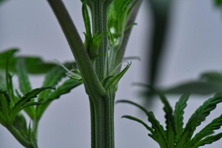 Cinderella | Fastbuds. Week 4 - Day 22