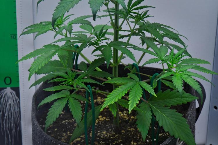 Cinderella | Fastbuds. Week 4 - Day 23