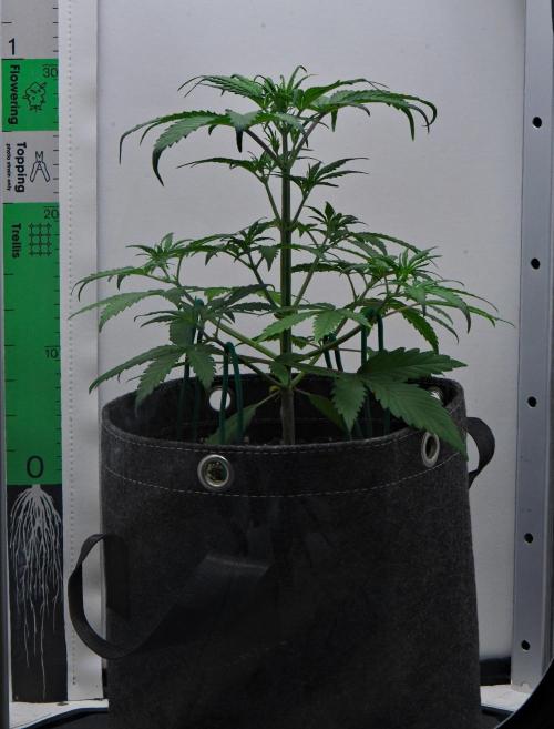 Cinderella | Fastbuds. Week 4 - Day 23