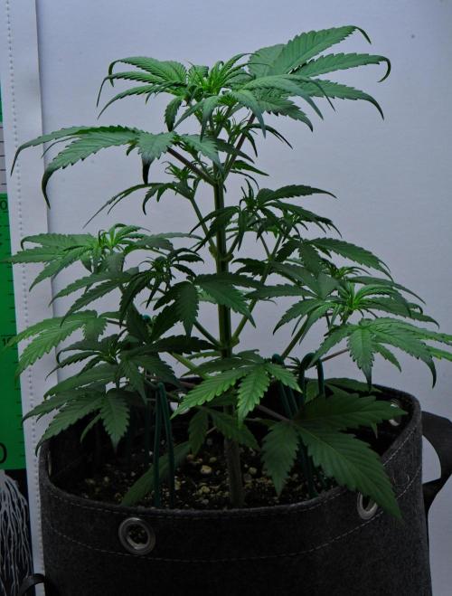 Cinderella | Fastbuds. Week 4 - Day 24