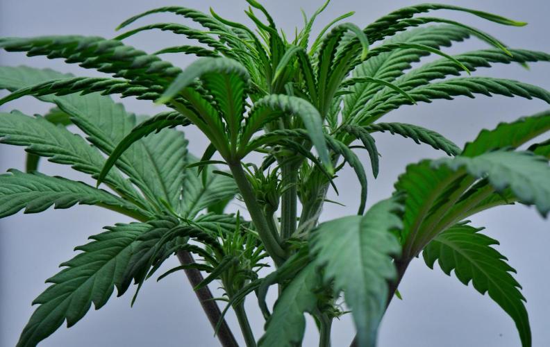 Cinderella | Fastbuds. Week 4 - Day 27