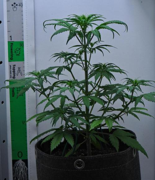 Cinderella | Fastbuds. Week 4 - Day 27