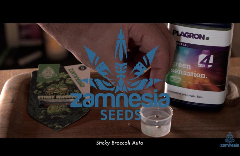 Sticky Broccoli | Eternity Grow Cup. Week 0