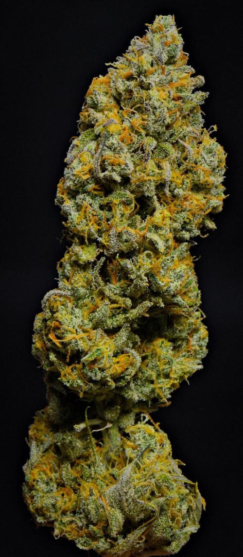 Skywalker OG Runtz/Gelato ✮✮✮. Week 11