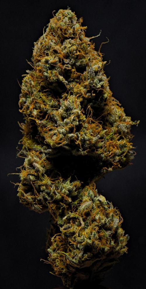 Skywalker OG Runtz/Gelato ✮✮✮. Week 11