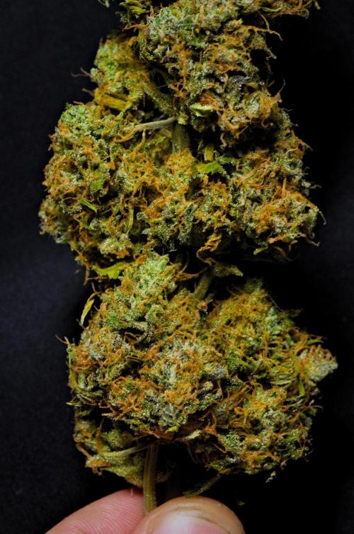 Skywalker OG Runtz/Gelato ✮✮✮. Week 11