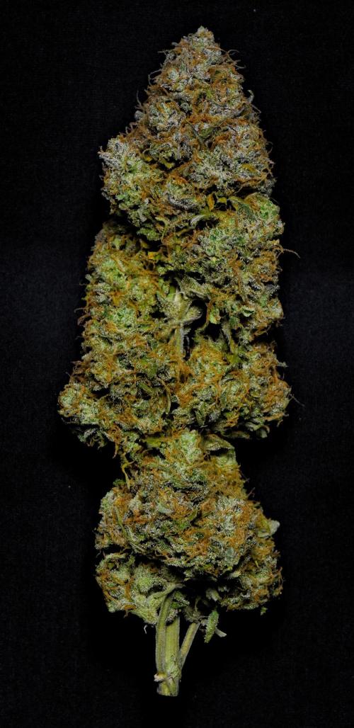 Skywalker OG Runtz/Gelato ✮✮✮. Week 11