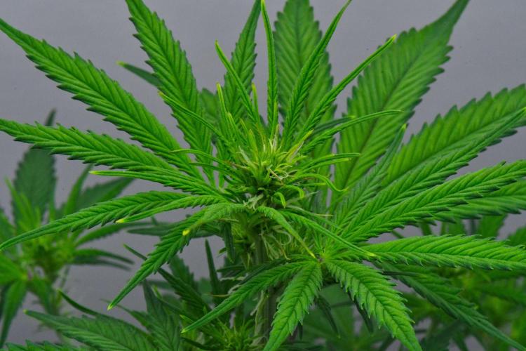 Cinderella | Fastbuds. Week 5 - Day 30