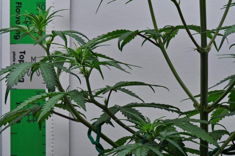 Cinderella | Fastbuds. Week 5 - Day 30