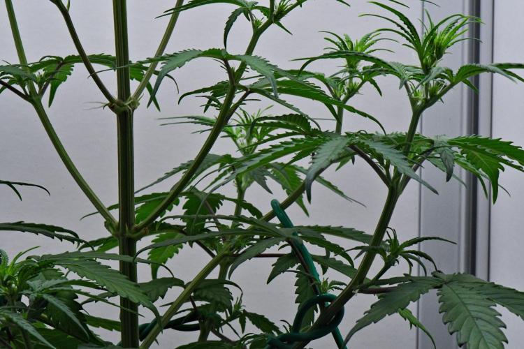 Cinderella | Fastbuds. Week 5 - Day 30