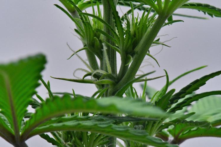 Cinderella | Fastbuds. Week 5 - Day 30