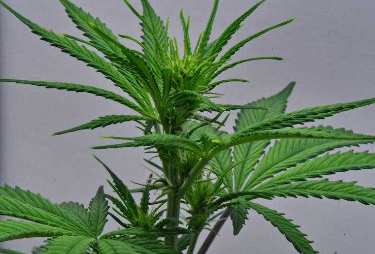 Cinderella | Fastbuds. Week 5 - Day 30