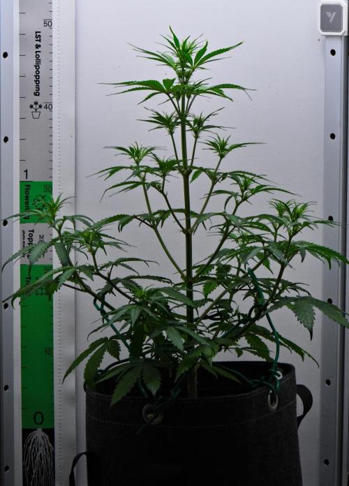 Cinderella | Fastbuds. Week 5 - Day 30