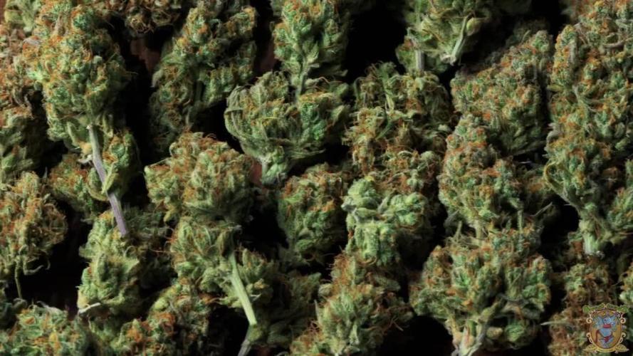 Skywalker OG Runtz/Gelato ✮✮✮