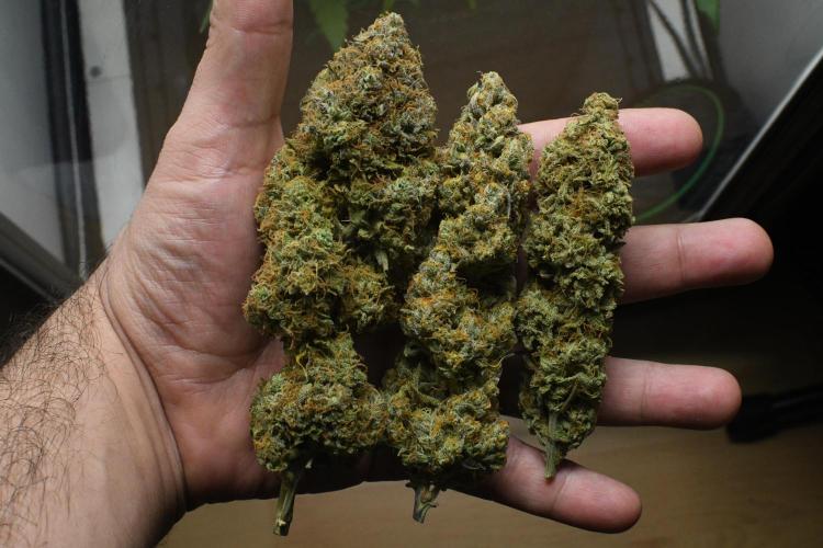 Skywalker OG Runtz/Gelato ✮✮✮. Week 11 - Left to right:
Skywalker OG Gelato
Skywalker OG Runtz
Strawberry Cake Auto