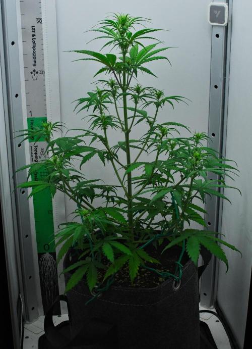 Cinderella | Fastbuds. Week 5 - Day 31