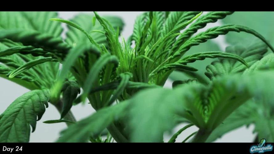 Cinderella | Fastbuds