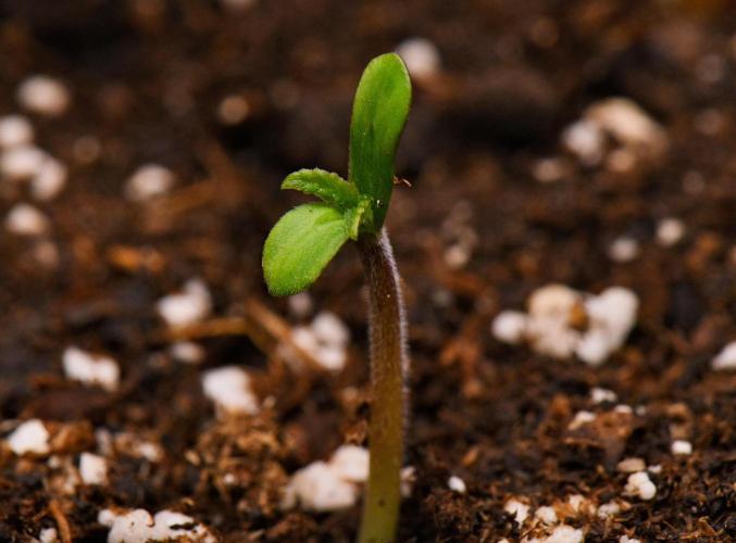 Sticky Broccoli | Eternity Grow Cup. Week 0 - Day 1
Broccoli #2