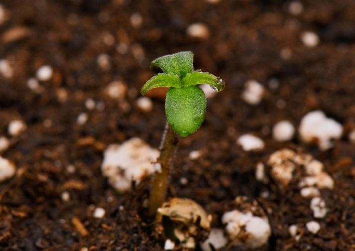 Sticky Broccoli | Eternity Grow Cup. Week 0 - Day 1
Broccoli #1